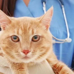 宠物猫医院,医院服务、注意事项与领养指南