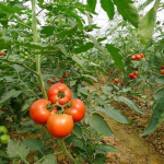 西红柿种植技术与管理,西红柿种植与管理关键技术解析
